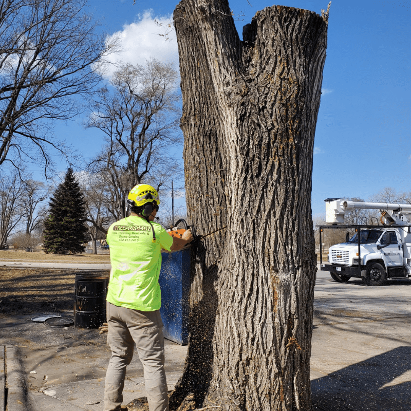 Tree Trimming Omaha, NE Tree Trimming Omaha, NE
